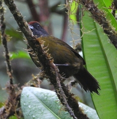 Arremon castaneiceps