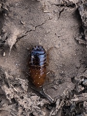 Parcoblatta desertae