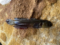 Cryptocentroides gobioides