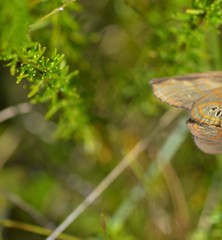 Neonympha areolatus