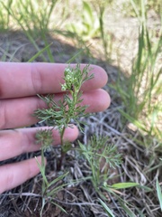 Ammoselinum