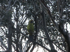 Platycercus caledonicus
