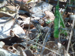 Aspidoscelis angusticeps