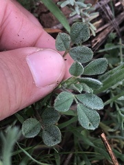 Medicago minima