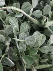 Medicago minima