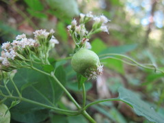 Schizomyia eupatoriflorae