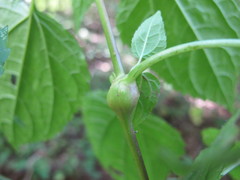 Schizomyia eupatoriflorae