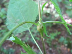 Schizomyia eupatoriflorae