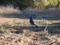 Aphelocoma insularis