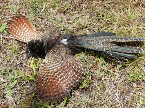 Centropus phasianinus
