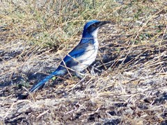 Aphelocoma insularis