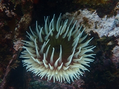 Urticina piscivora