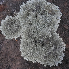 Xanthoparmelia hypofusca