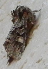 Egira variabilis