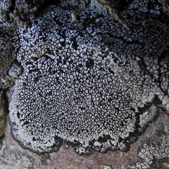 Lecanora oreinoides