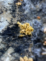 Xanthomendoza mendozae