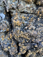 Xanthomendoza mendozae