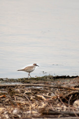 Charadrius vociferus