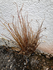 Carex buchananii