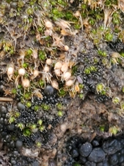 Pleuridium subulatum