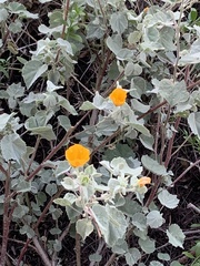 Abutilon palmeri