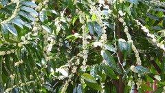 Piparea dentata