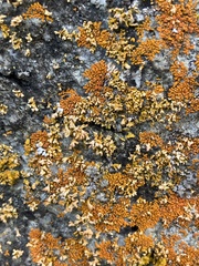 Xanthomendoza mendozae