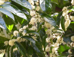 Piparea dentata