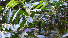 Piparea dentata