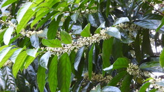 Piparea dentata
