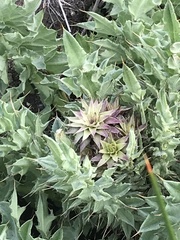 Cirsium fontinale