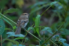 Cnemotriccus fuscatus