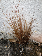 Carex buchananii