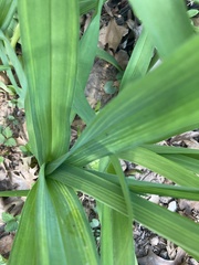 Iris domestica