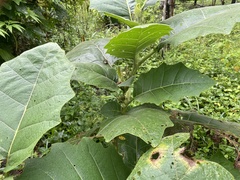 Solanum sessiliflorum