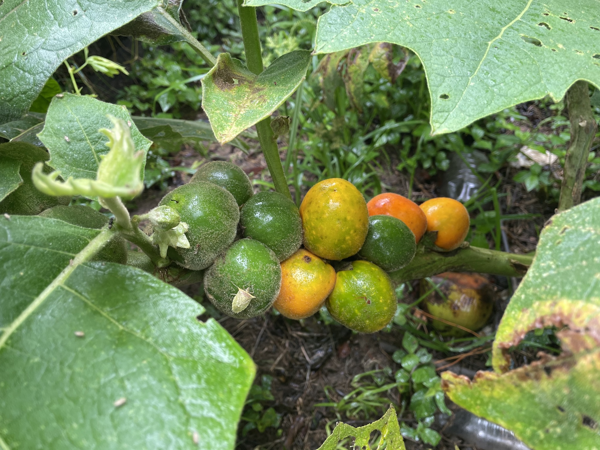 Solanum sessiliflorum