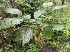 Solanum sessiliflorum