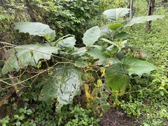 Solanum sessiliflorum