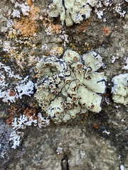 Protoparmeliopsis peltata