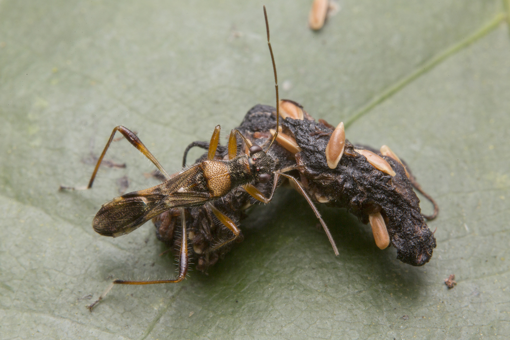 Artemidorus pressus