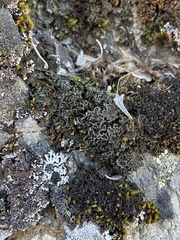 Leptochidium albociliatum