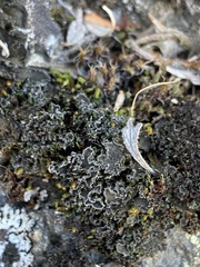 Leptochidium albociliatum