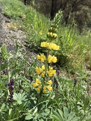 Lupinus luteolus