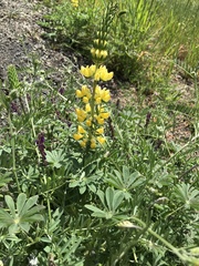 Lupinus luteolus