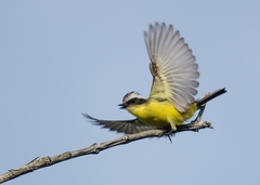 Three-Striped Flycatcher photo 2
