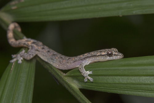 Indo-Pacific Slender Gecko
