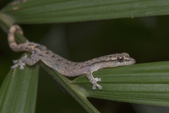 Hemiphyllodactylus typus