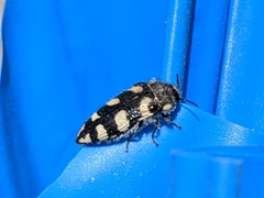 Acmaeodera tuta