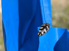 Acmaeodera tuta