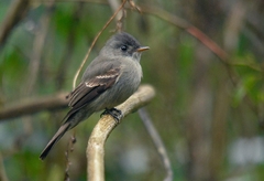 Contopus cinereus